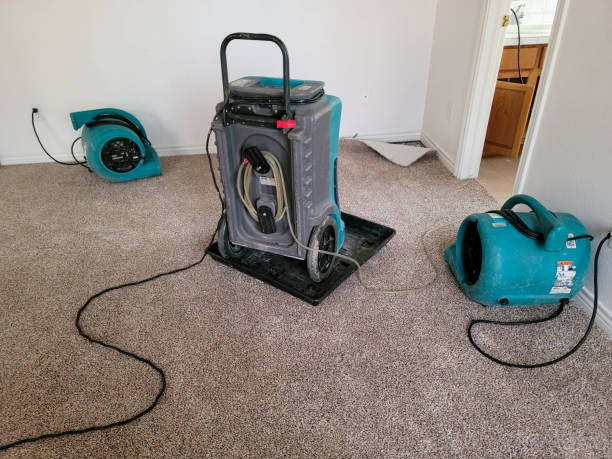 Best Mold removal after water damage  in La Habra, CA