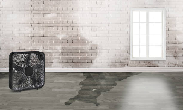Best Flood damage cleanup  in La Habra, CA
