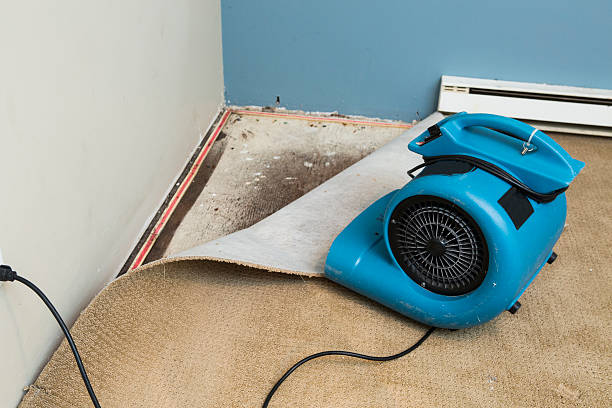 Best Water damage restoration mold remediation  in La Habra, CA